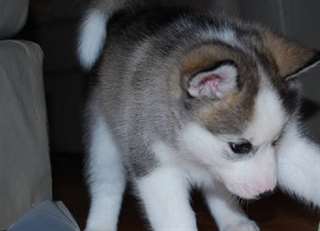 Chiots husky de Sibérie disponibles