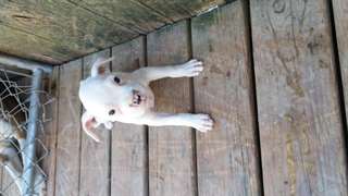 boxer blanc
