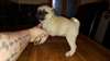 Absolutely Beautiful Pure Bred Pug Puppie - photo 1