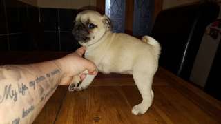 Absolutely Beautiful Pure Bred Pug Puppie
