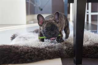 Uitstekende Franse bulldog Voor Nieuw Huis
