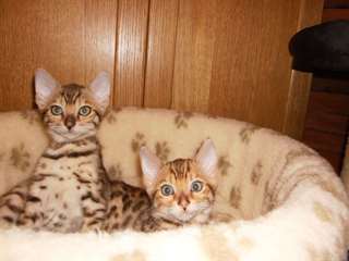 Arbre généalogique F3 Homme et chaton femelle pour