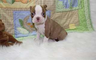 AKC enregistré chiots Boston Terrier