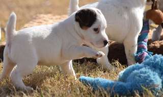 Belle vrai noir/blanc Jack Russel Male et femelle