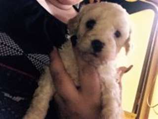 Les chiots havanais douces disponibles