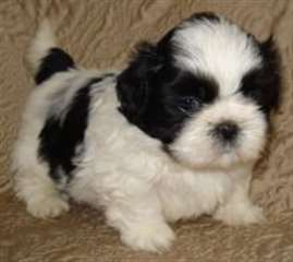 Magnifiques chiots Shih Tzu prêt