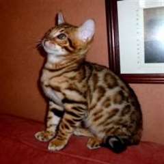 Chatons Bengal pour un aimant