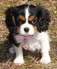 cavalier king charles masculins et féminins