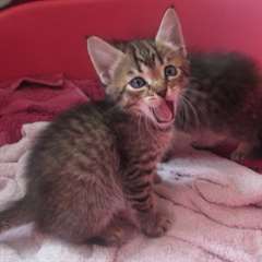 Pedigree complet fabuleux mâle Pixie Bob chatons