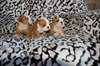 belle bulldog anglais souhaite Rowendale gratuit - photo 1