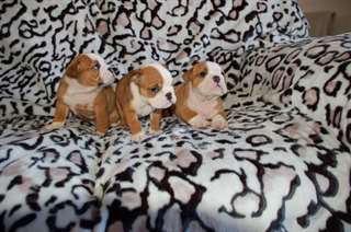 belle bulldog anglais souhaite Rowendale gratuit