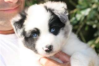 Chiots de race Border collie pour adoption  Chiots