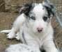 Chiots de race Border collie pour adoption  Chiots - photo 1