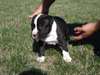 A donner type chiot american staffordshire terrier - photo 2