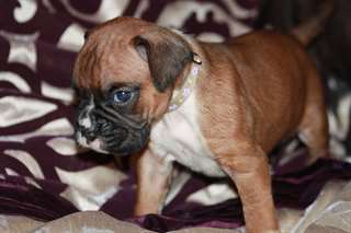 Chiots Boxer pour adoption