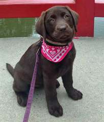 Super adorables chiots de Labrador chocolat