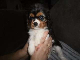 Bébé Chiot Cavalier King Charles femelle a donner
