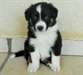 Chiots de race Border collie pour adoption - photo 1