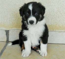 Chiots de race Border collie pour adoption
