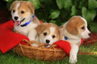 fantastique Chiots welsh pour adoption
