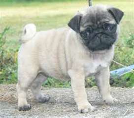 chiots carlin à donner