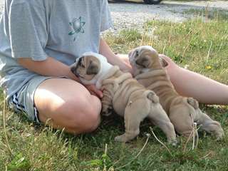 Mignon en suspens anglais bulldog chiots disponibl