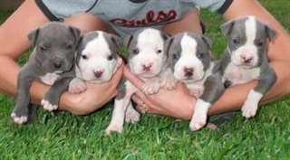 Douce et très belle pit-bull chiots