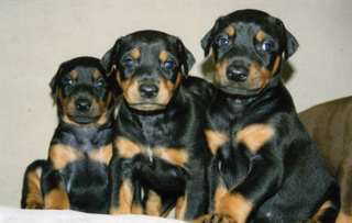 Chiots Doberman CKC pour adoption