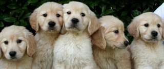 chiots Golden retriever pour la vente ou l'adopti