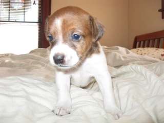 Chiots Jack Russell masculins et f&#233;minins