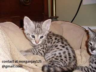 Chatons Savanah pr&#234;t maintenant