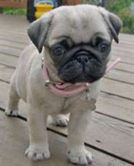 tres adorable carlin femelle de 03 mois