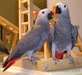 Parler Congo African Grey paire avec de grands tem - photo 1