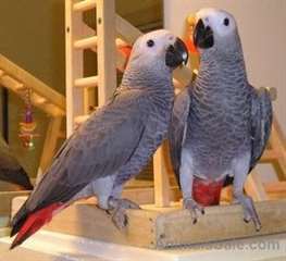Parler Congo African Grey paire avec de grands tem