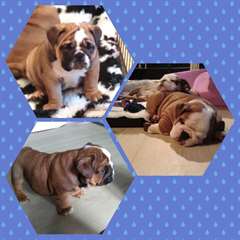 Chiots Bulldog exceptionnelle Arbre généalogique