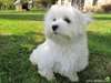 Magnifique bichon maltais lof a DONNER - photo 2