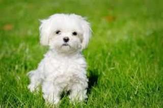 Magnifique bichon maltais lof a DONNER