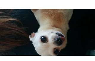 Chihuahuas à vendre