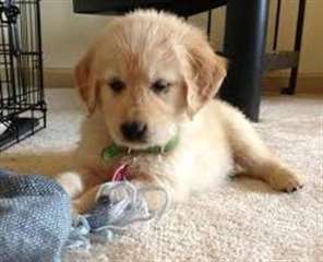 Golden Retriever masculins et féminins