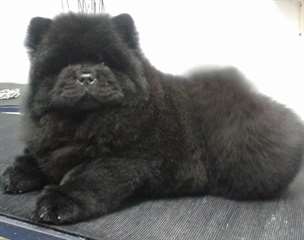 Chiots chow chow