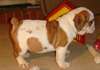 bouledogue anglais prêts pour leur nouvelle maison - photo 1
