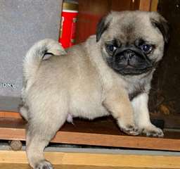 chiots carlin pour adoption