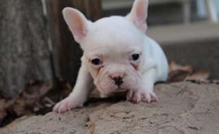 Deux chiots Top Class Bouledogue fran&#231;ais disponib