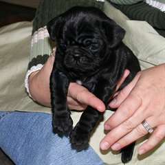 Adorables chiots circulation Noir Pug