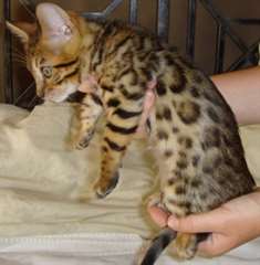 Chatons persans pour adoption