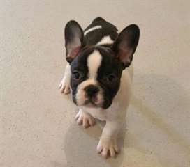 Chiots bulldog français prêts