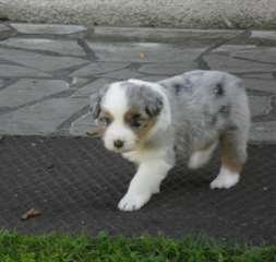 Donne Chiot non lof type Berger Australien