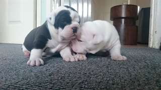 Bulldog anglais chiots sains et bien form&#233;s