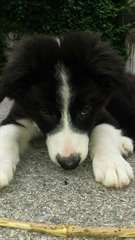 Chiots border collie