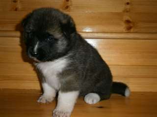 belle chiot Akita à la recherche d'une belle mais
